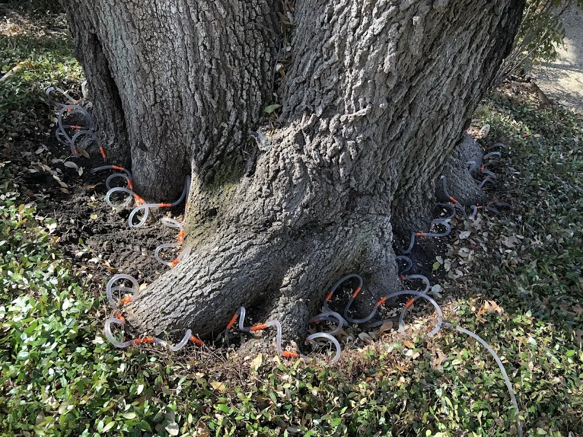 Detailed Tree Cabling and Bracing job site in Silex