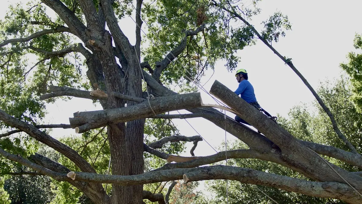 Professional Hazardous Tree Removal performed by certified arborists in Silex