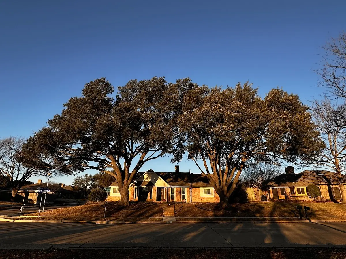 Established residential canopy tree shading a home in Silex